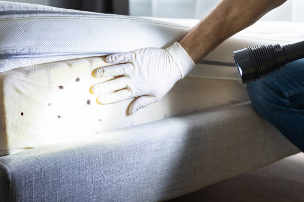Best Termite Control Services  in Lynchburg, TN
