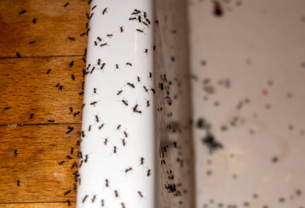 Best Wildlife Control Services  in Lynchburg, TN